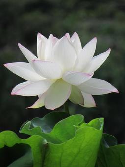 ハスの花y ハスの花yの写真