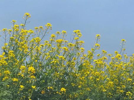 油菜花和藍天 油菜花和藍天