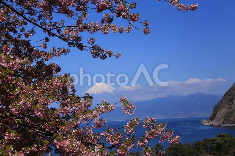 井田からの富士山 井田,富士山,世界遺産の写真素材
