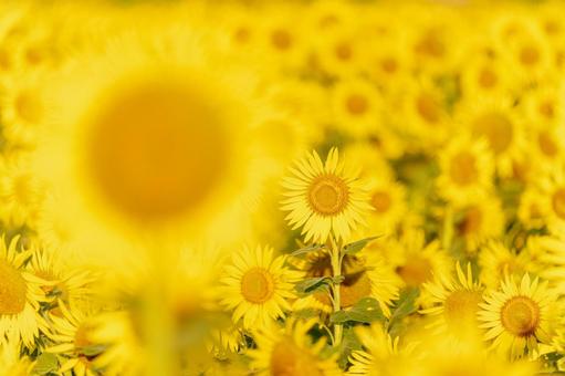 福岡-【柳川ひまわり園】 ひまわり,花,植物の写真素材