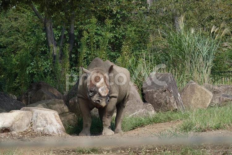 こっち行くよ～ ヒガシクロサイ,サイ,動物園の写真素材