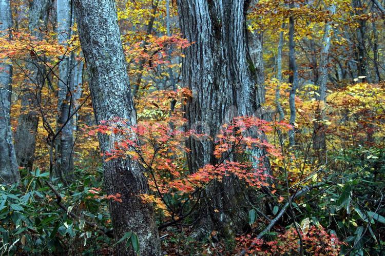 信州の秋05 紅葉,もみじ,モミジの写真素材