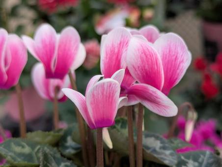 かわいいシクラメン シクラメン,花,フラワーの写真素材