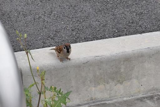 こっちを見ている雀の写真