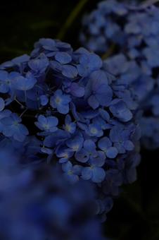 Hydrangeas floating in the evening darkness, JPG