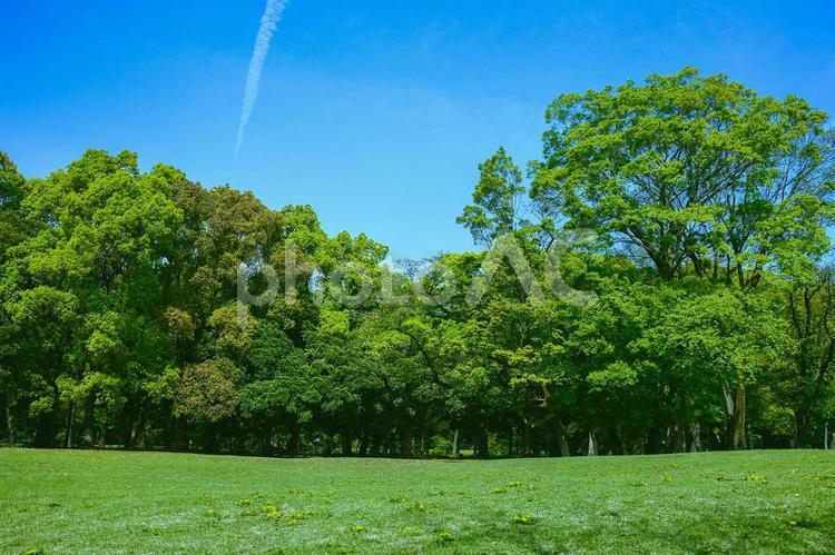緑の公園 公園,木,森の写真素材