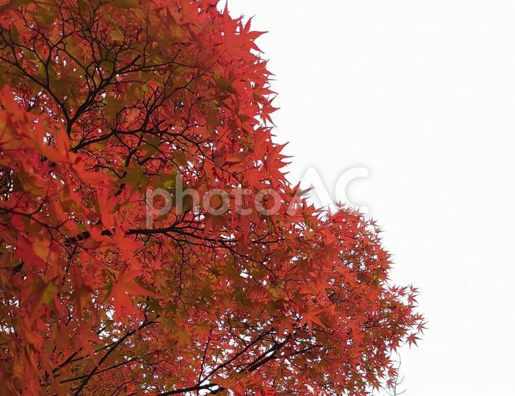 真っ赤な紅葉もみじの風景　秋の松花堂庭園 もみじ,紅葉,秋の写真素材