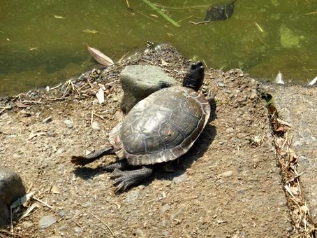 脚を伸ばし、水辺で日光浴をするミドリガメ ミドリガメ,亀,爬虫類の写真素材