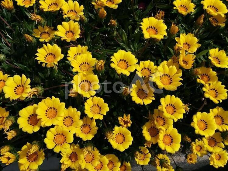花　ガザニア　がざにあ　勲章菊　クンショウグク　あなたを誇りに思う　きらびやか　潔白　2 ガザニア,がざにあ,勲章菊の写真素材