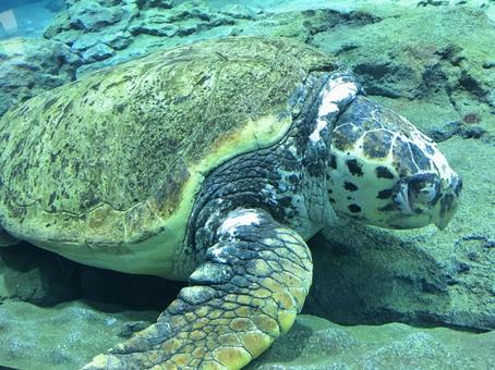 アカウミガメ アカウミガメ アカウミガメ,ウミガメ,亀の写真素材