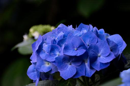 紫陽花 紫陽花 あじさい,アジサイ,自然の写真素材