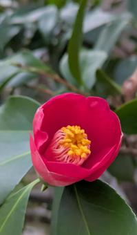 Photo, camellia, spring, march, 
