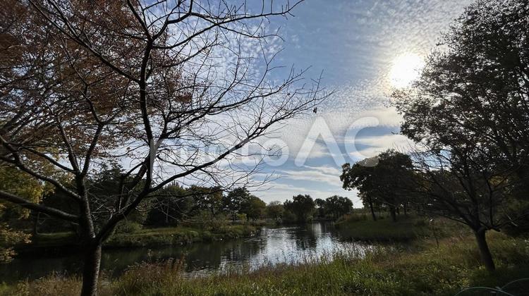 太陽と木々と池 反射,池,秋の写真素材