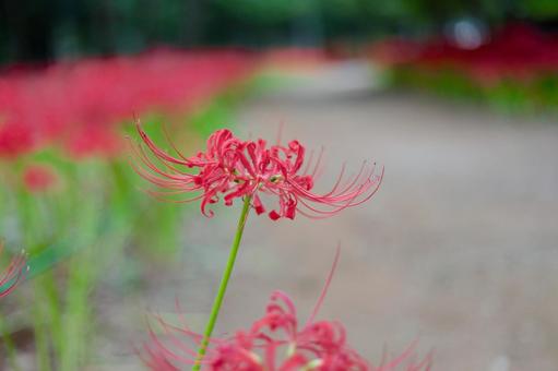 彼岸花の写真