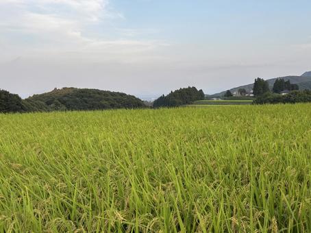 田んぼ 田んぼ,風景,景色の写真素材
