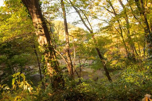 東京の田舎の自然 東京の田舎の自然の写真