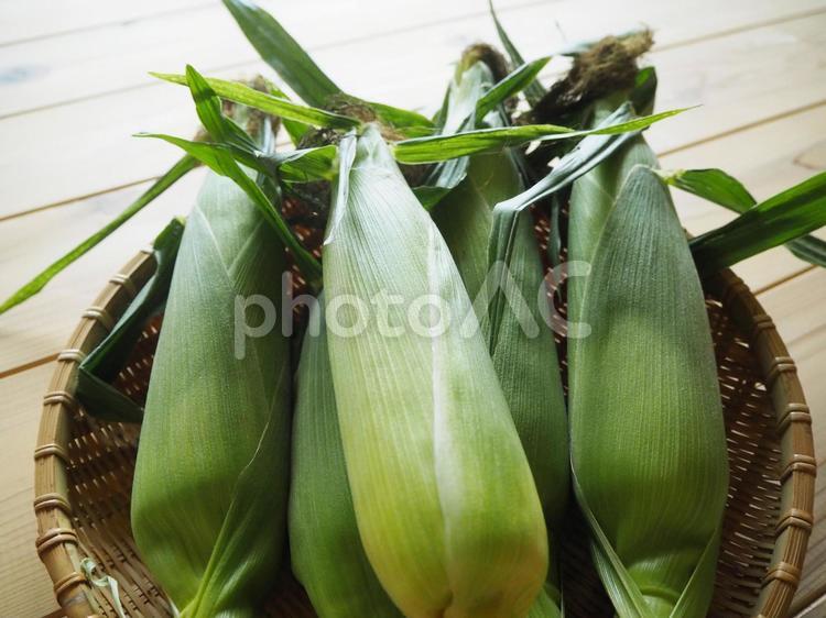 とうもろこし 野菜,とうもろこし,トウモロコシの写真素材