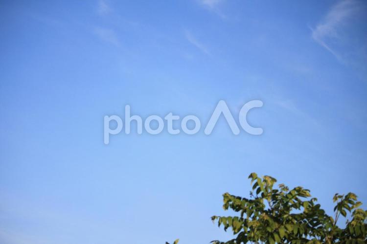 青空と木 青空,木,自然の写真素材