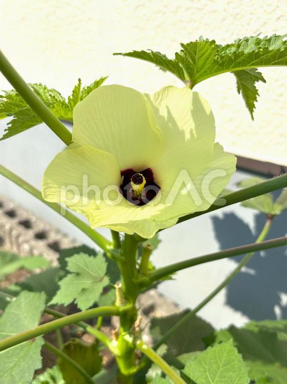 オクラの花 オクラ,野菜,夏野菜の写真素材