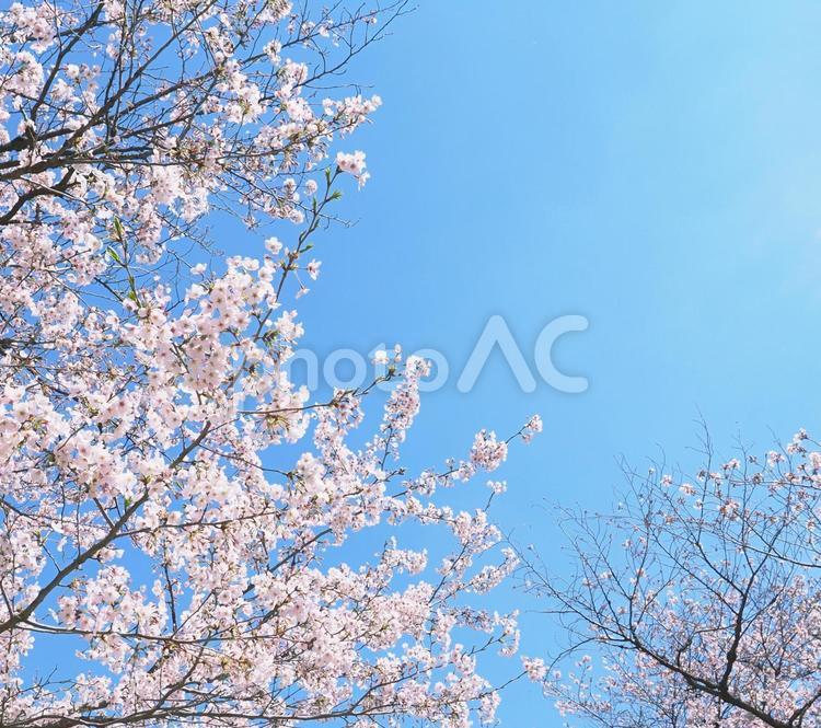 桜のある風景 桜,花,クローズアップの写真素材
