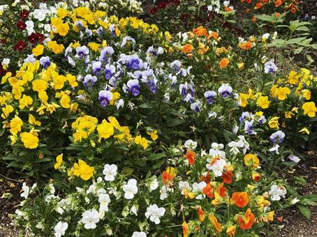 花壇 花壇,花,ピンクの写真素材