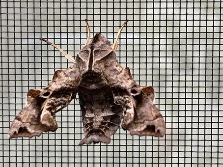 網戸にとまる蛾　ホシヒメホウジャク② スズメガ,蛾,虫の写真素材