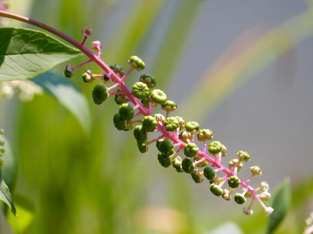【植物写真】ヨウシュヤマゴボウ 【植物写真】ヨウシュヤマゴボウの写真