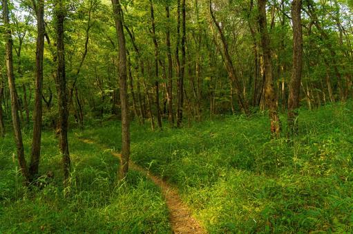 静まり返った森の風景 静まり返った森の風景 森,木,自然の写真素材