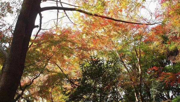 晩秋の彩 晩秋の彩の写真