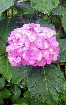 雨の日の紫陽花 雨の日の紫陽花の写真