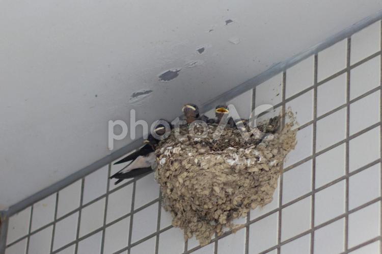 ツバメの雛たちにエサを与える親鳥 つばめ,燕,ツバメの写真素材