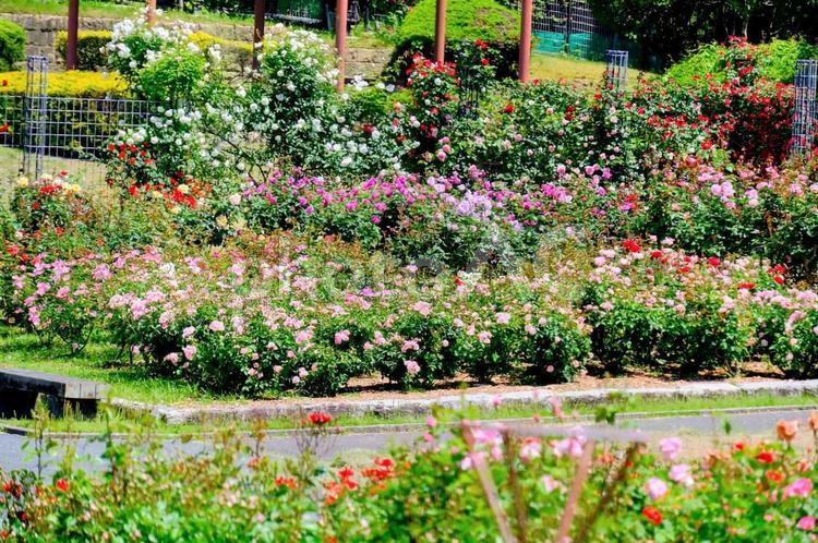 兵庫県立播磨中央公園ばら園 公園,ばら園,花の写真素材