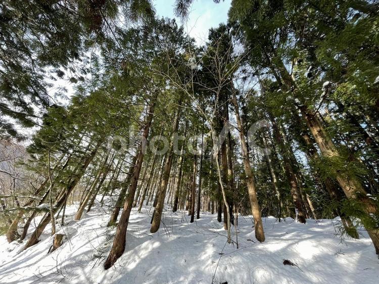 冬の森林 冬,雪,森林の写真素材