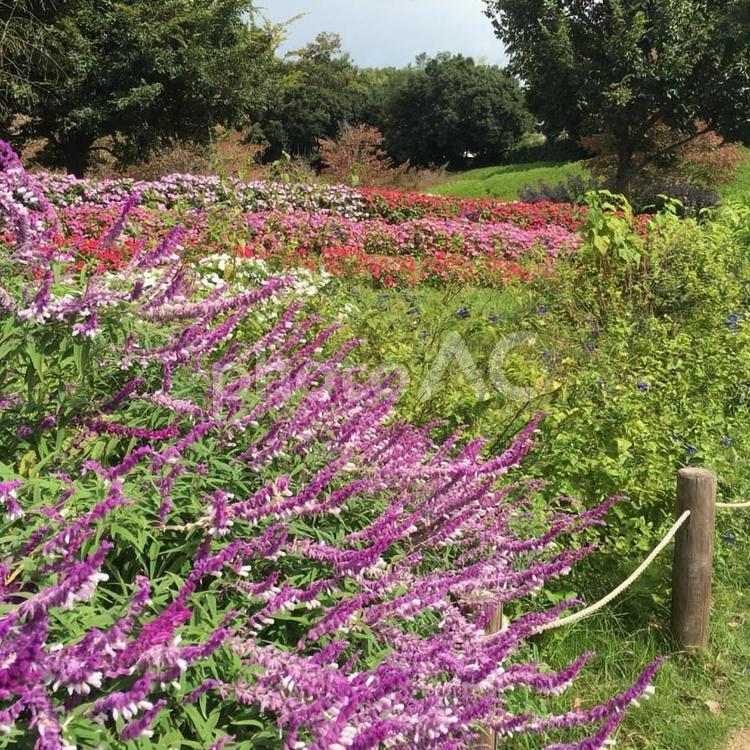 アメジストセージ　県営馬見丘陵公園　 アメジストセージ,県営馬見丘陵公園,見ごろの写真素材