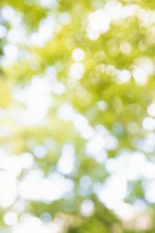 キラキラの玉ボケの写真