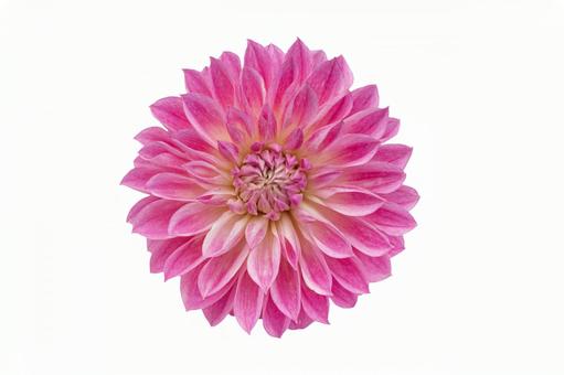 ダリア 切り抜き 9 ダリア 切り抜き 9 ダリア,花,ピンクの写真素材