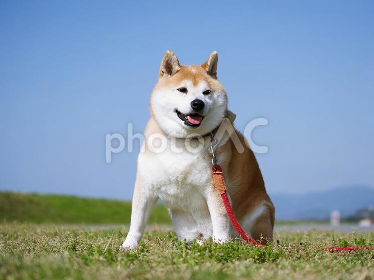 公園の柴犬：③ 犬,柴犬,中型犬の写真素材