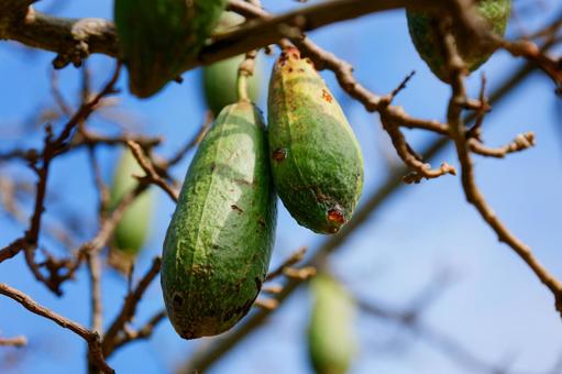 トックリキワタ（蒴果）の写真