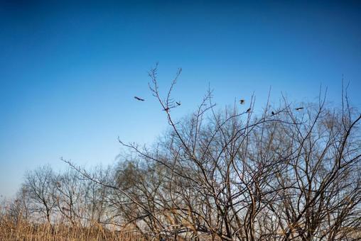 冬の青空と枯れ枝に鳥たちの写真