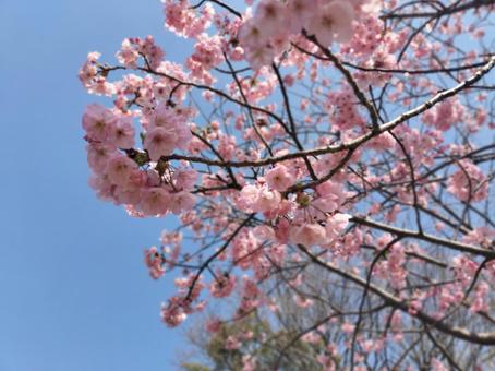 春 春の写真