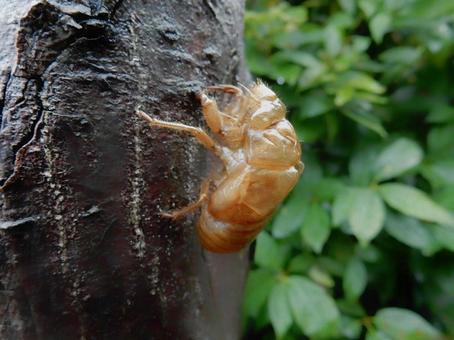 【昆虫写真】蝉の抜け殻 【昆虫写真】蝉の抜け殻 抜け殻,蝉,セミの写真素材