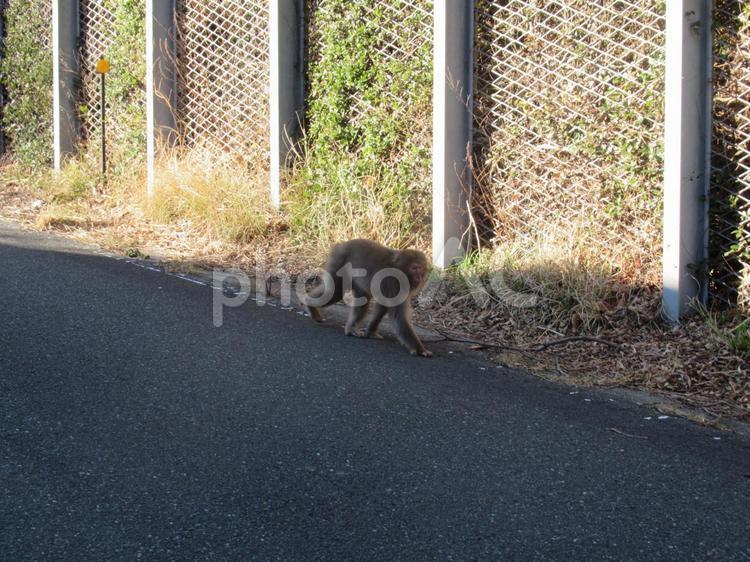 野生の猿（サル） 野生,動物,猿の写真素材