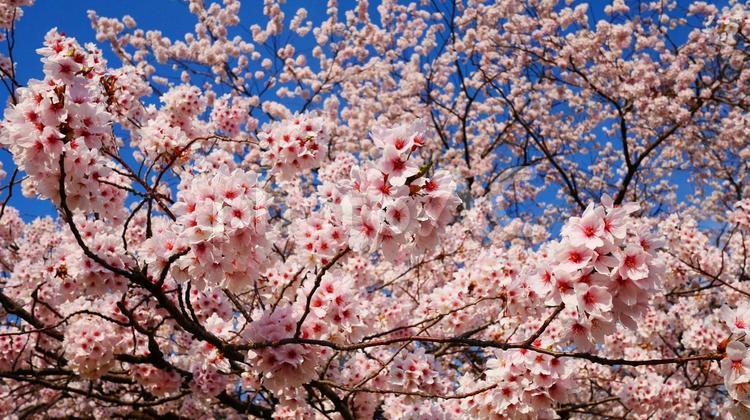 青空の日の桜 桜,春,満開の写真素材