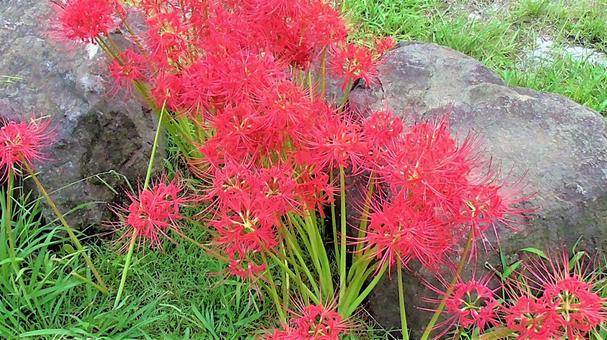 赤いお花 赤いお花の写真
