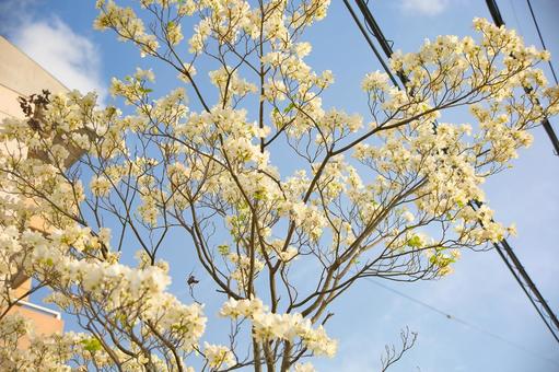桜 桜の写真