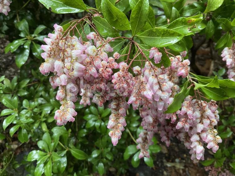 春雨に濡れたピンクの馬酔木02 馬酔木,アセビ,ピンクの写真素材