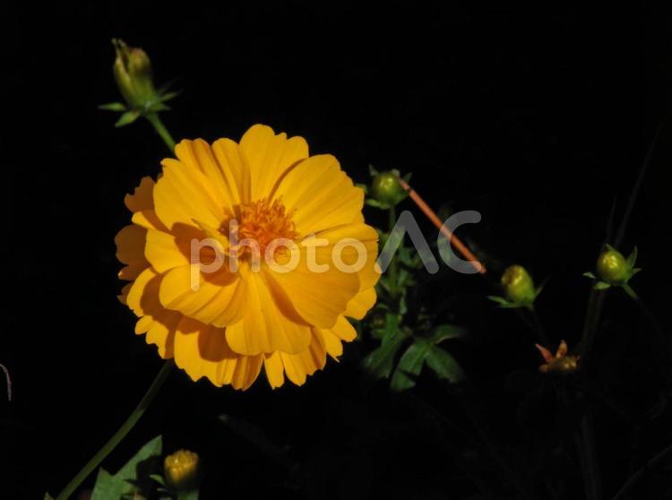 キバナコスモス キバナコスモス,黄花秋桜,黄秋英の写真素材