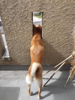 壁の向こうが気になる柴犬の背中 壁の向こうが気になる柴犬の背中の写真