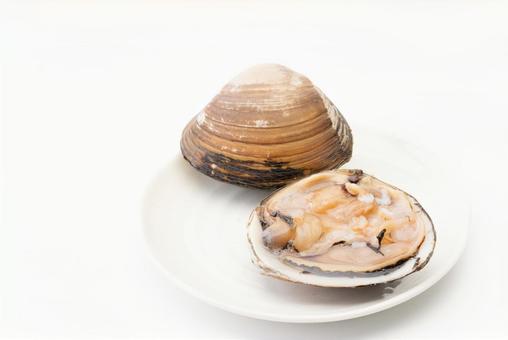 新鮮な生の北寄貝 新鮮な生の北寄貝 北寄貝,ウバガイ,貝類の写真素材