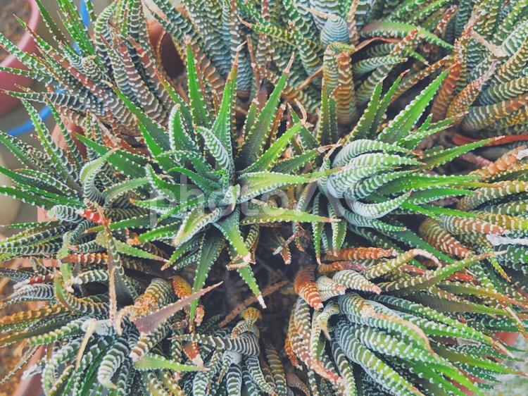 多肉植物　植木鉢 自然,植物,熱帯の写真素材
